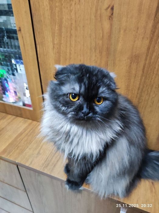 Продается кот породы скотиш Фолд