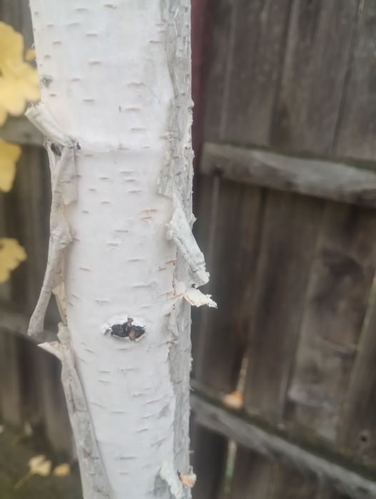 Mesteacan arbore decorativ, coajă albă , aclimatizat, semeț