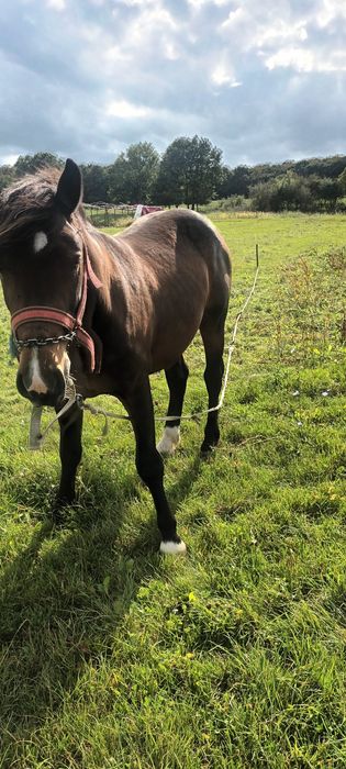 Vand sau schimb cu vitei oi sau capre