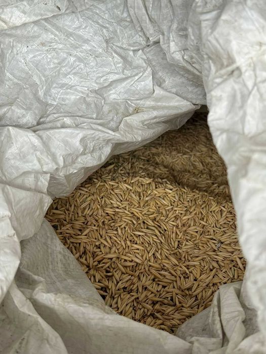 Ovaz selectat productie 2025