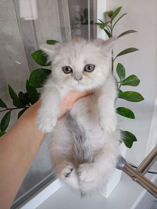 Продаю котят шиншиллы