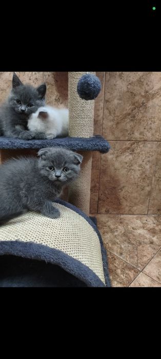 Британски котета