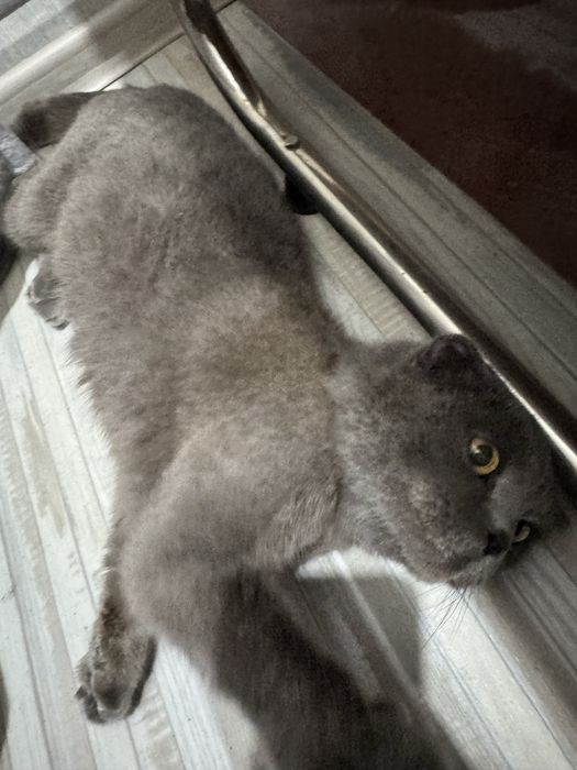 кошечки в добрые руки