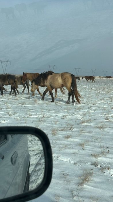 Продам жеребца, 7 лет