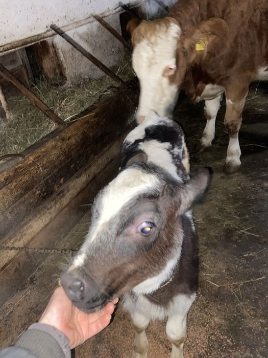 Tauras belgian de vanzare