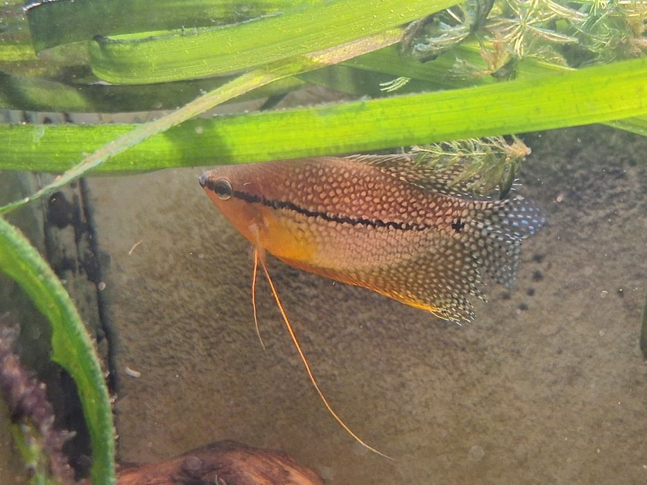 Vând gurami adulți