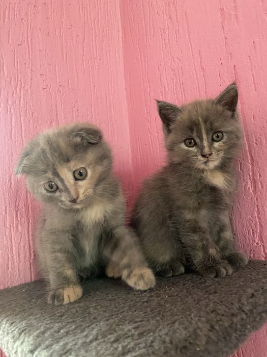 Отдам кошечек в заботливые руки