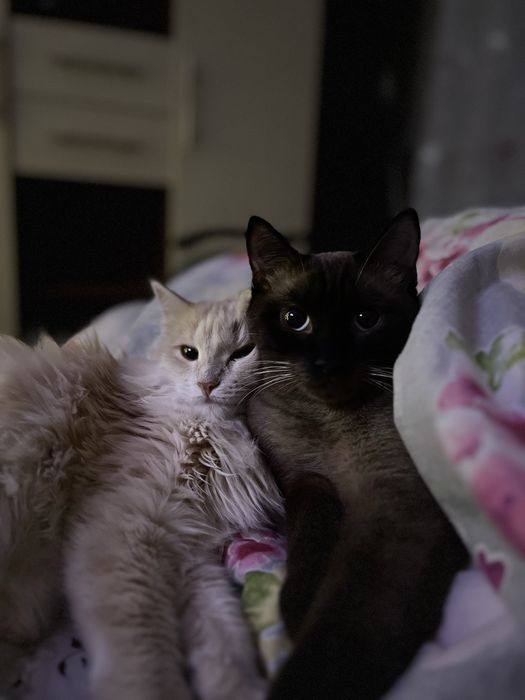 Отдам в хорошие руки