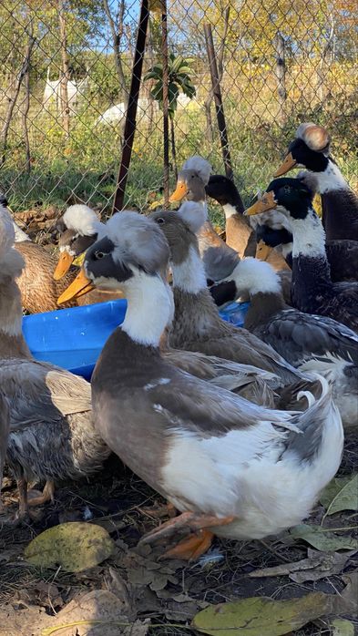 Rate motate ………….