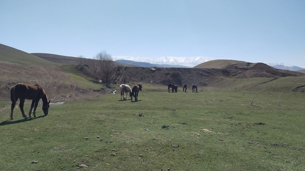 7 бас тай ургашы