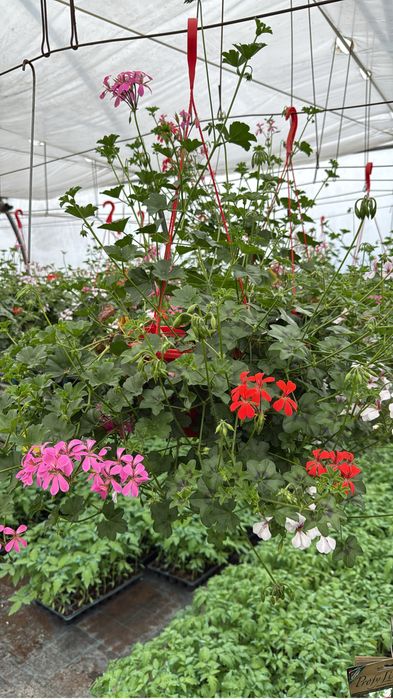 Sera de flori palanca va ofera flori la ghiveci pret de producator.