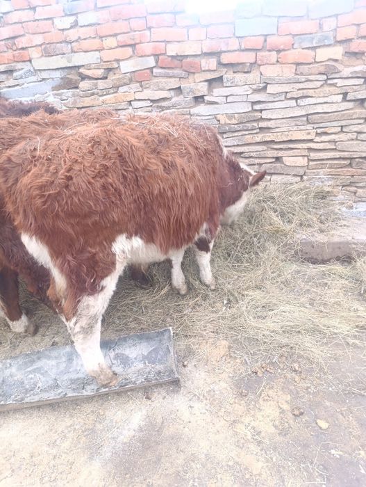 Продам телят на мясо