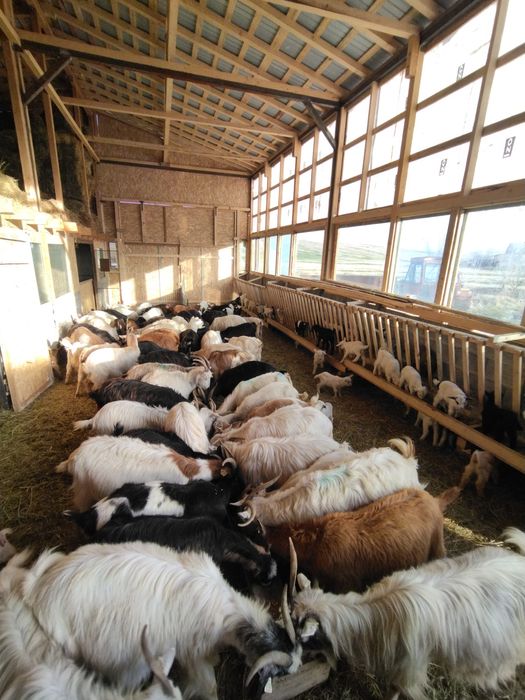 Produse lactate bio: Cas / Urda / Lapte Capra - Livrare la domiciliu