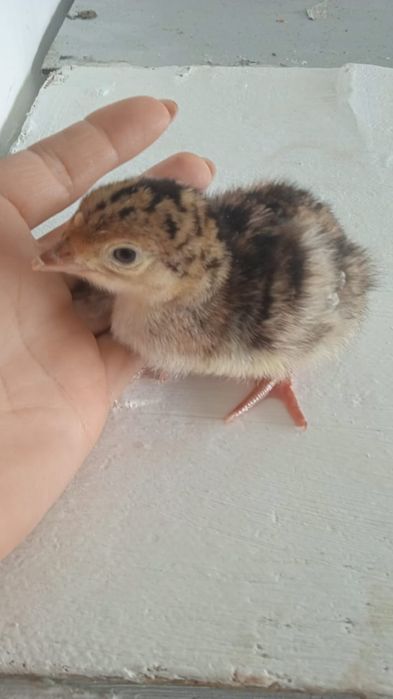 Индюшата 400 шт, бронза 708