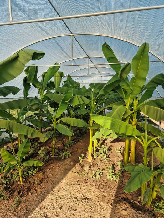 Bananieri Musa Basjoo Livrare Targoviste Ploiesti Bucuresti Pitesti