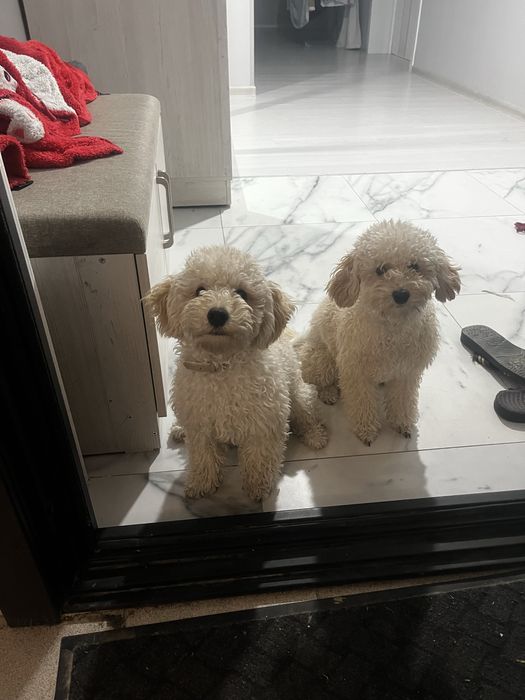 Карликовый пудель