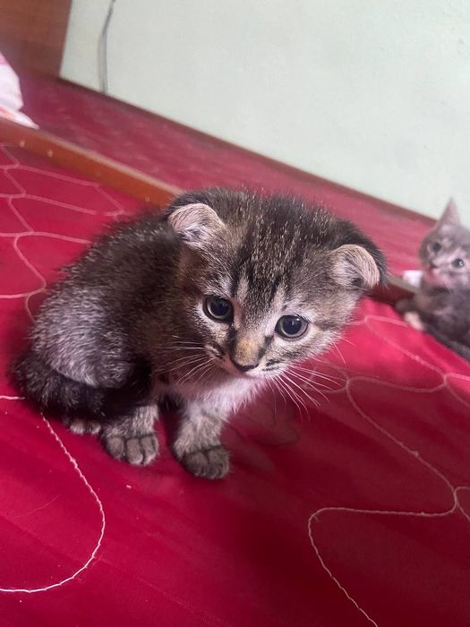 Продам котят пародасня папа бенгал мама скочфоол