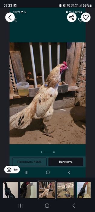 Продам цыплят-дакана-кореец,хинан 100%