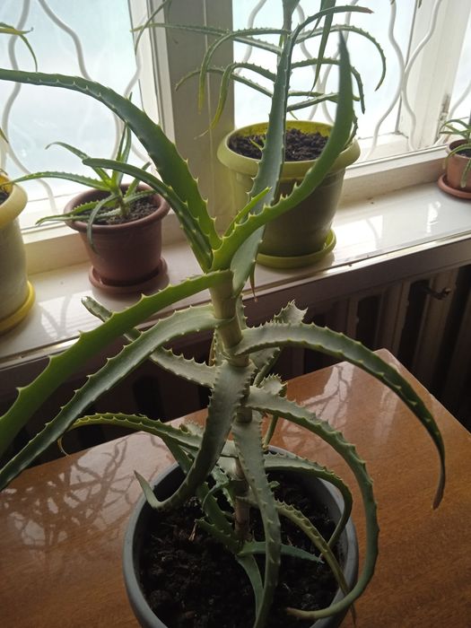 Продам Алоэ лечебный 3-х летка