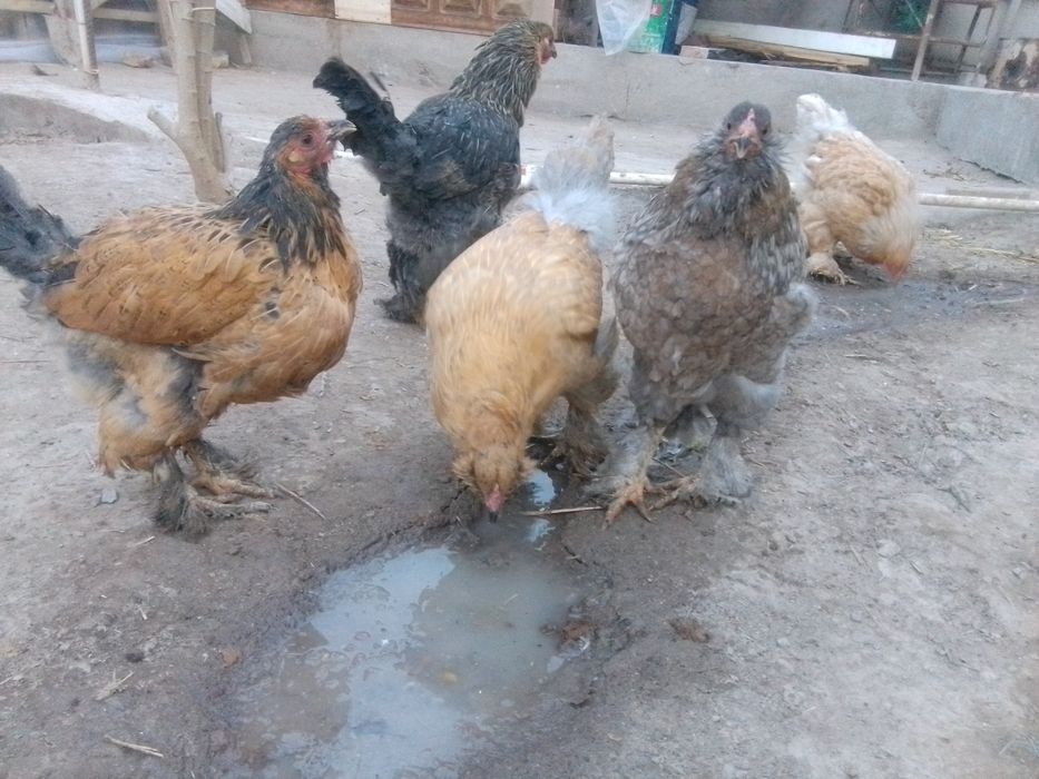 Brama tovuqlar sotiladi 2-3 kg