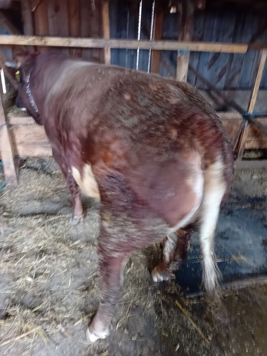 Disponibil taur  foarte mare