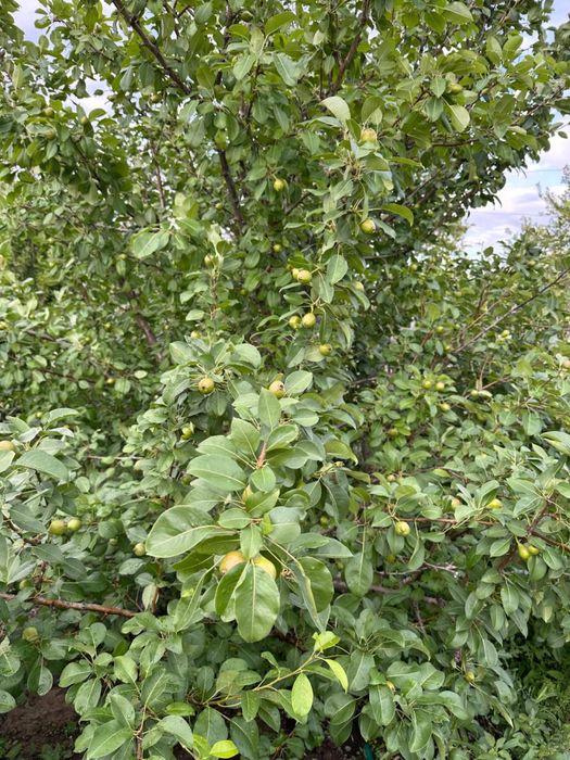 Продам дачу в садоводстве Здоровье