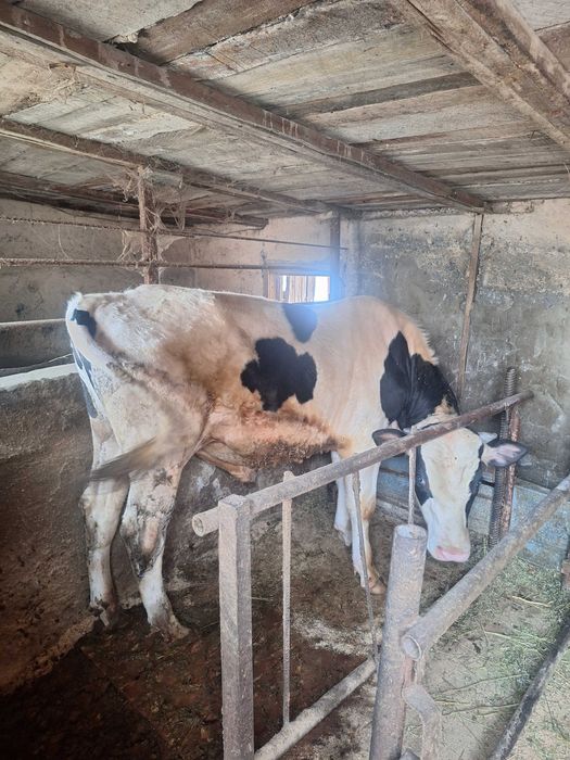 Быки домашние. Крс