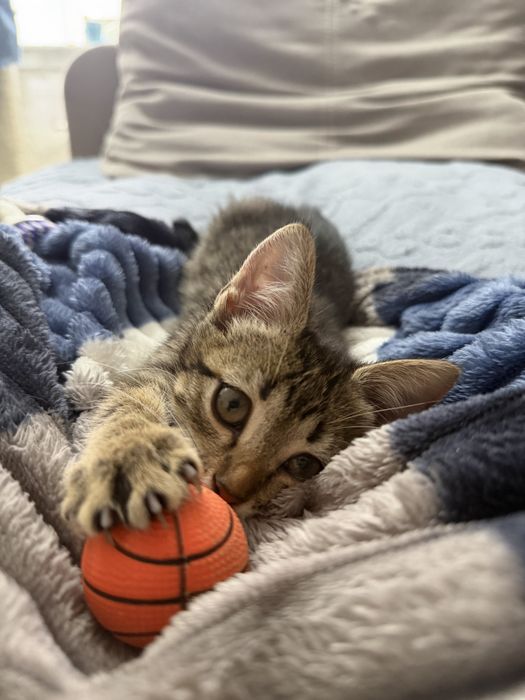 Отдам котенка, девочка