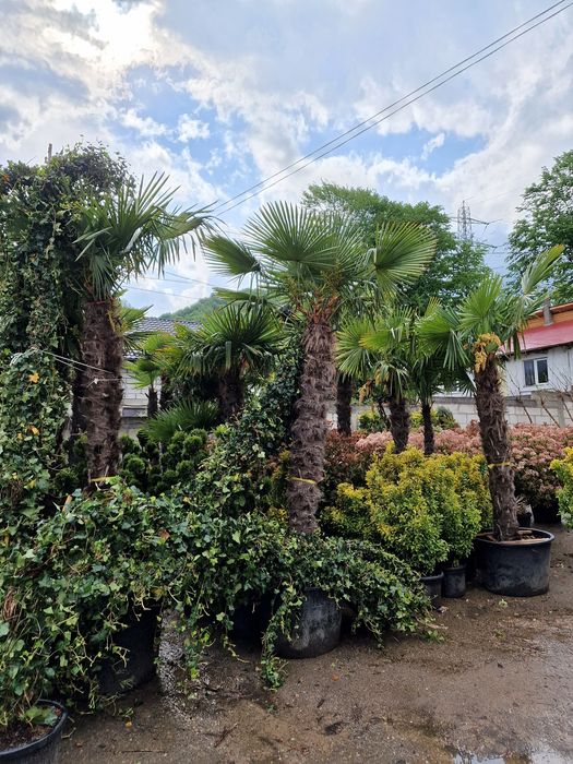 Lamai, portocali, mandarini, palmieri, maslini, plante exotice, cycas