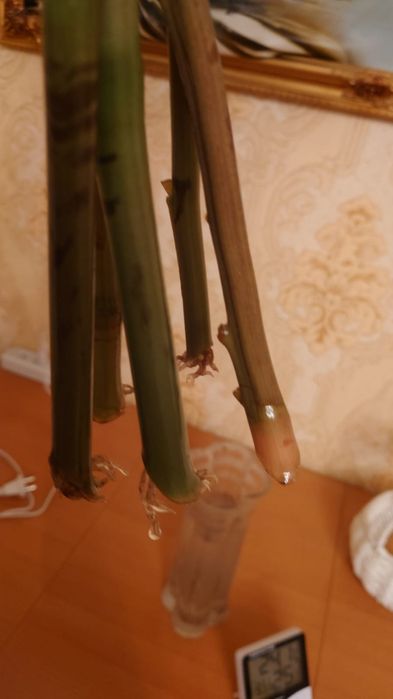 Рассада долларового дерева