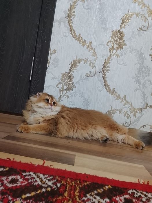 Золотой хайленд шиншилла ny11 Опитни вязка жентелмен коть