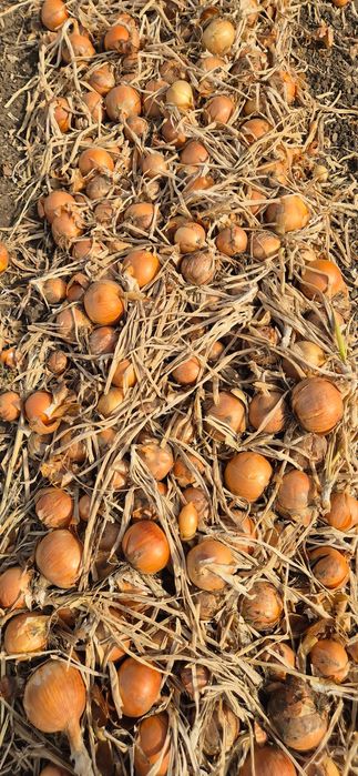 Vand Ceapa En Gros 250 to, Hibrid LEGEND F1