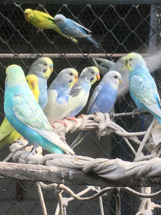 Продават се пауни,папагали