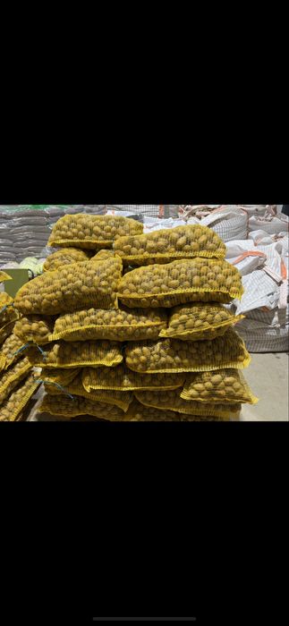 Семе картофи Сорая