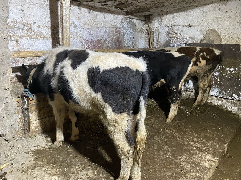 Продам бычки оптом и в разницу