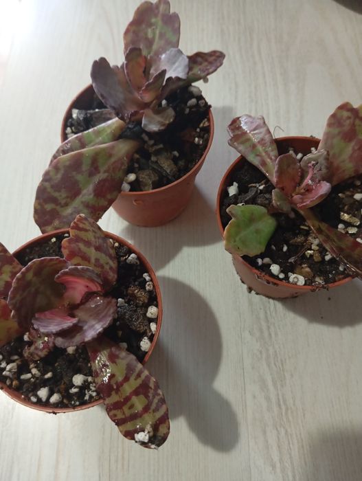 Продается каланхоэ "зебра"