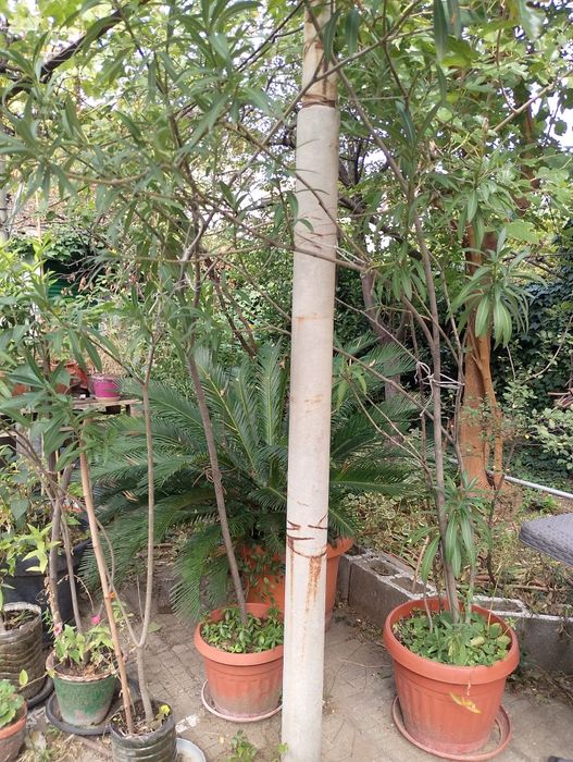 Продавам палма и закуми