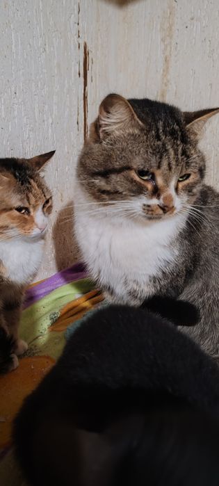 Шикарный молодой кот