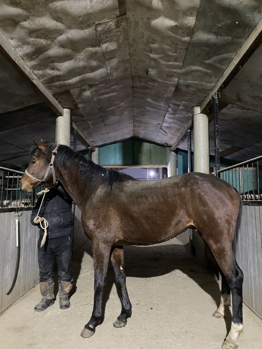 Чистокровный жеребец производитель