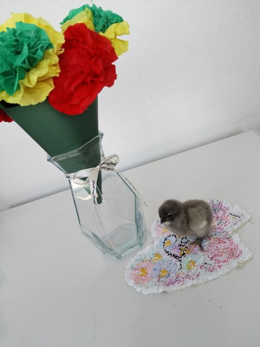 Продам цыплят двухсуточных