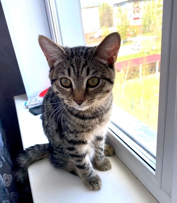 Отдам котят оба коты