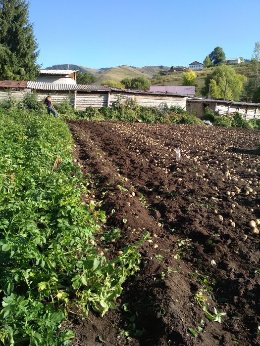 Продам дом участок 33соток