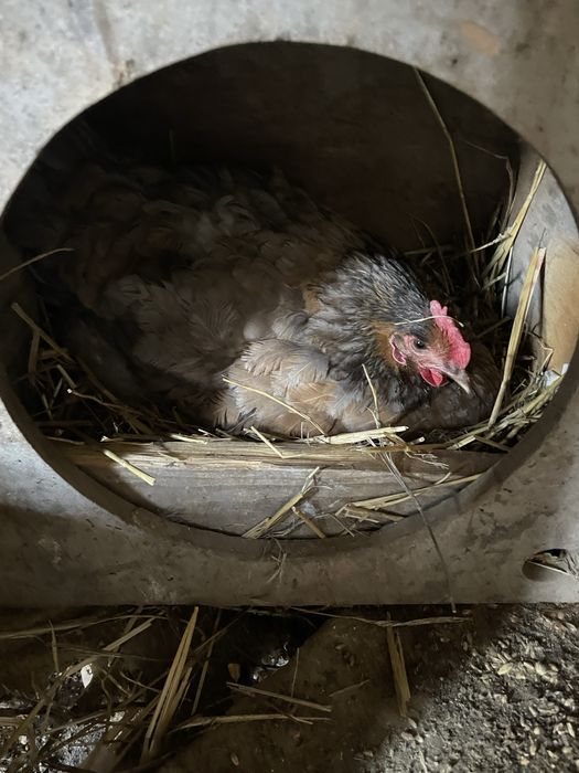 Квочка голубова цвета