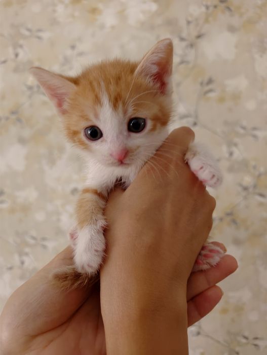 Котята малыши, 1 месяц