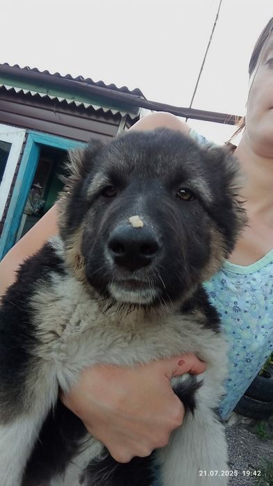 Продам щенков Алабая