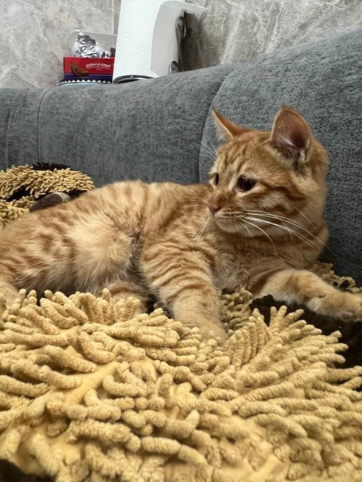 Котята маленькие домашние