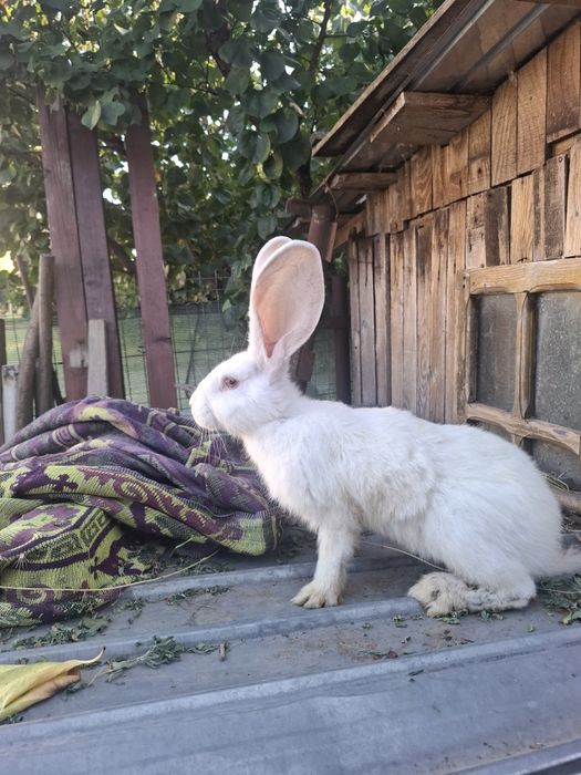 Vand iepuri uriaș german