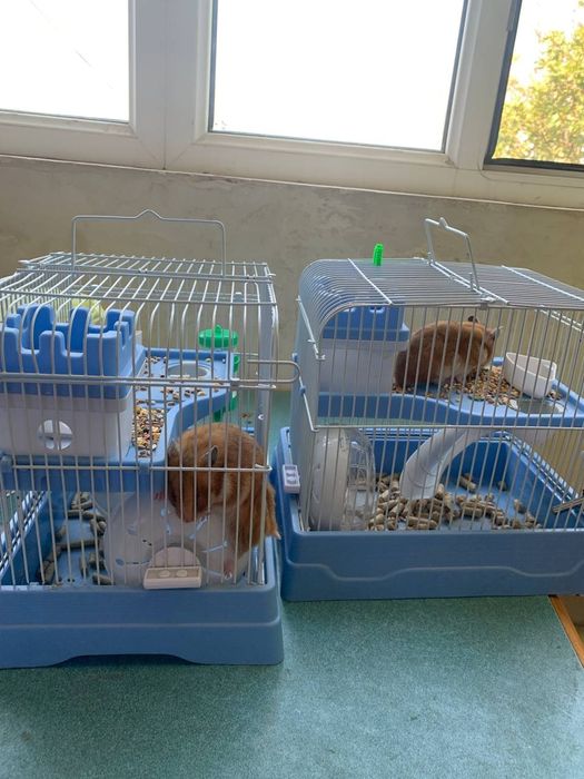 Hamster sichqoncha  2 juft