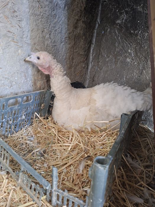 Курка тухумлари бор.