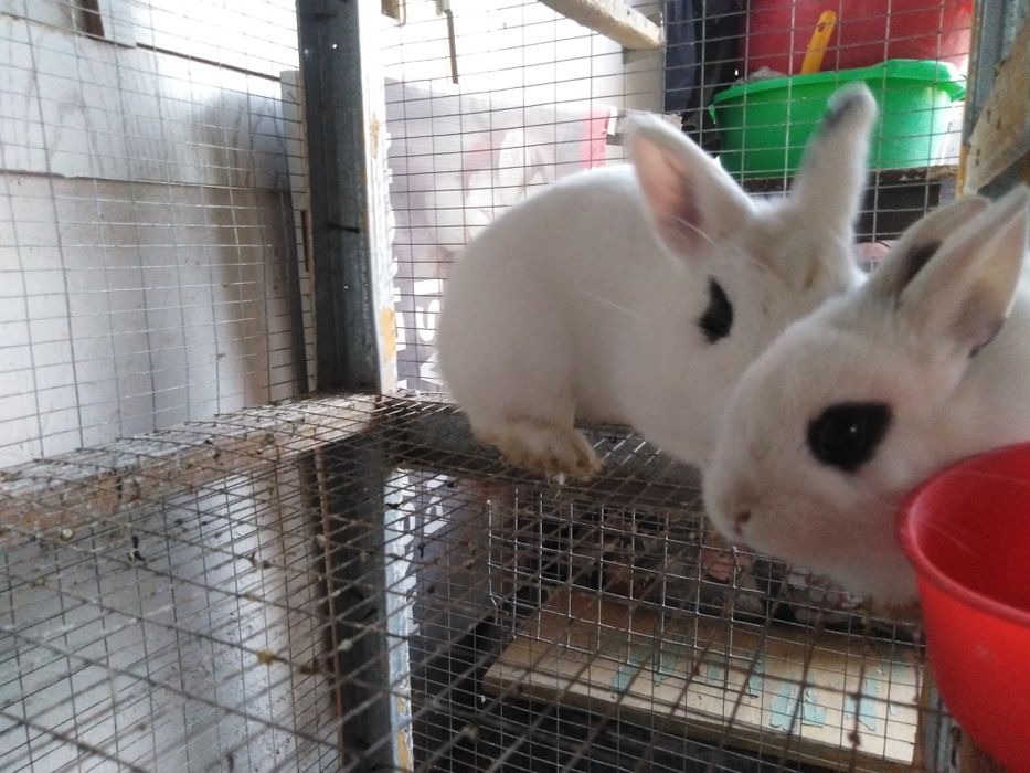 Quyonchalar karlik xatot kalifornia germenin zoti